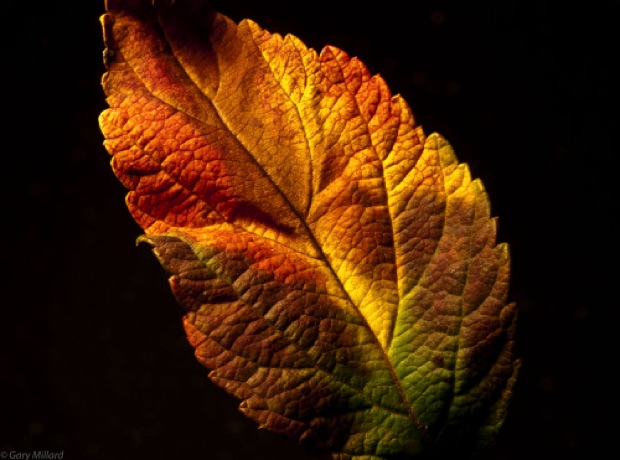 Multi-colored Fall Leaf
Chicago